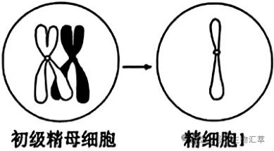 2025年安徽省普通高中学业水平选择性考试生物学试题及注意事项