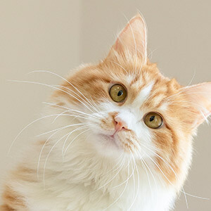 高速隧道被追尾咋处理?未伤人能协商,有人伤得急救报警